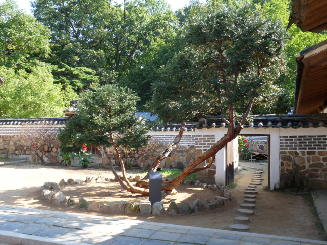 (천연기념물) 화성 융릉 개비자나무